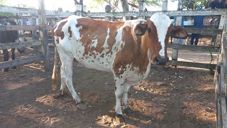 Feira de gado em canafistula de Frei Damião Alagoas 24/02/2025#nordeste