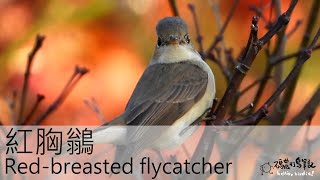 紅胸鶲 Red-breasted flycatcher (20221225) 4K