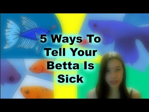 5 Ways to Tell Your Betta is Sick 5 Ways to Tell Your Betta is Sick