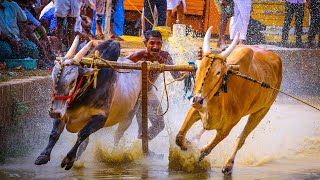 കാളപൂട്ടിലെ ഒറ്റക്കൊമ്പൻ എളാപ്പ സ്റ്റോർ വേങ്ങര പുഴച്ചാൽ ബി ഗ്രൂപ്പ്‌ കാളപൂട്ട്  1st 🏆🏆