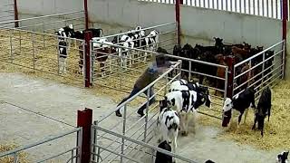 Undercover filming shows calves punched, kicked and abused in Shropshire