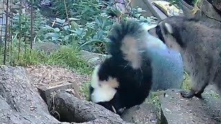 Raccoon Can't Resist Giving Skunk's Fluffy Tail a Sniff. #shorts