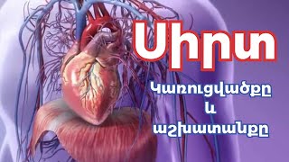 Սրտի կառուցվածքը և աշխատանքը