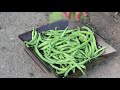 garden harvest compilation