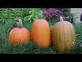 garden harvest compilation