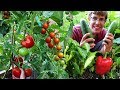 Garden Harvest Compilation