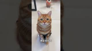 阿福是一只橘猫：过年还有几天？ 阿福是只橘猫