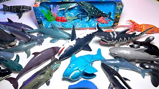 New Sea Animals - Shark, Whales, Great White Shark, Humpback Whale, Hammerhead Shark, Goblin Shark