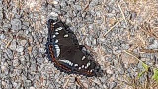 Aspfjäril/ Poplar Admiral(Limenitis Populi) spotted in sätra, stockholm