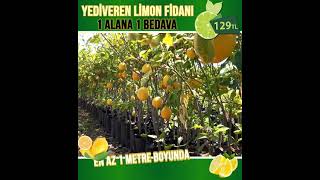 Yediveren Limon Fidanı | 2 Yaşında | Aşılı