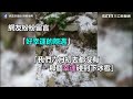 飲恨！雪山黑森林遇「六月雪」　山友：忘了帶碗公及煉乳｜三立新聞網setn.com