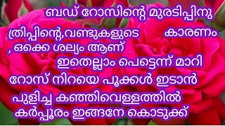 പുളിച്ച കഞ്ഞിവെള്ളത്തിൽ കർപ്പൂരം ഇത് പോലെ കൊടുക്ക്#എത്ര മുരടിച്ച റോസും പൂക്കൾ തിങ്ങി നിറയും#gardenin