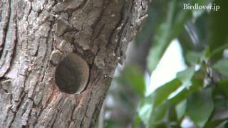 野鳥撮影・ コゲラの巣作り Japanese Pygmy Woodpecker