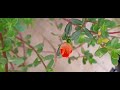 time lapse of portulaca time flower পর্তুলাকা ফুল পর্তুলাকা ফুল ফোঁটার দৃশ্য