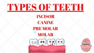 Types of teeth | Incisors | Canines | Premolars | Molars | Forensic odontology notes