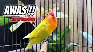 Tik tik CERR‼️Hitungan Detik Pasti Nyaut, Suara Burung Lovebird Ngetik Ngekek Panjang