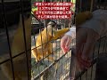 夏休みで行った伊豆シャボテン動物公園のリスザル可愛過ぎてもう。。 伊豆シャボテン動物公園 リスザル