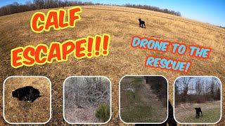 CALF ESCAPE!!! Drone to the rescue!