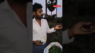 நான் விளைவித்த வெண்டைக்காயில் எது உங்களுக்கு பிடித்தது