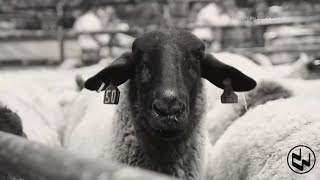 Mutton Bustin': The revenge tour