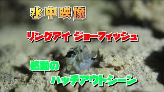 リングアイジョーフィッシュ（メガネアゴアマダイ）のハッチアウトシーン【石垣島】