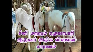 சீனி மற்றும் ஜமுனாபாரி ஆடுகள் அதிக விலைன் காரணம் | what is the reason for heavy rate for this goats