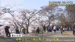 宮城の山沿いは雪化粧　東松島市で４年ぶり桜まつり開催