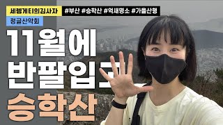 반팔입고 등산한 11월의 승학산 :: 억새와 진달래가 공존하는 부산