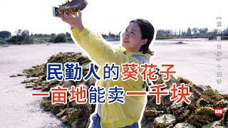 民勤16集：民勤人的葵花子，2块钱一斤，一亩能卖一千块