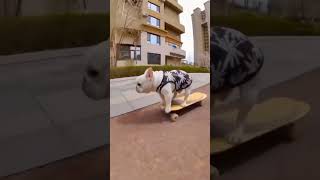 How is this possible ( French Bulldog ) Skateboard