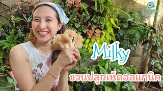 Milky ชวนปลูกเห็ดออแกนิค