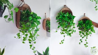 Money plant Wall Hanging Decoration Ideas | Money plants Hanging Indoor | Money plant//GREEN DECOR