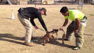 Dosca Du Chenil De Chasseur @ 11 Weeks