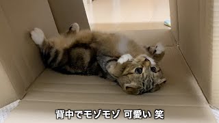 ダンボールで楽しく遊んだら、子猫はちゃんと後片付けをします