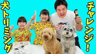 【チャレンジ】家で犬のトリミングをやってみた！成功できる？ - はねまりチャンネル