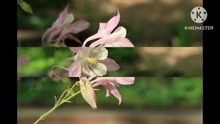 매발톱꽃                                             Columbine