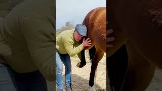 THIS HORSE'S BACK LEG WAS OUT 😱🐴 Animal Chiropractor