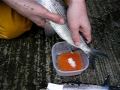 stripping european whitefish male