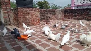 நமது பண்ணையில் உள்ள அழகு புறாக்கள் | FANCY PIGEONS | NESAM PETS FARM | NPF