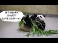 家有一老 zoo有一寶 臺北市立動物園祖父母節