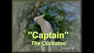 The Captain - Cockatoo digs Doo-Wop