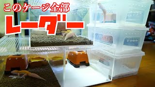 ヒョウモントカゲモドキ飼育#91【レーダーはいいぞ〜】