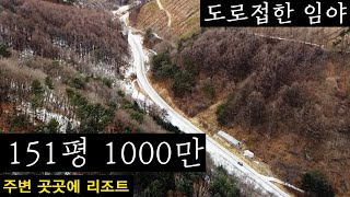 청정지역 도로접한 임야 151평 1000만원! 나무도 벌목가능~