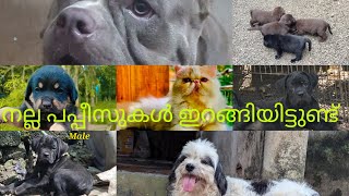 #petsofkerala നല്ല പപ്പീസുകൾ കുറെ വന്നു കിടക്കുന്നുണ്ട് #dogmalayam