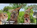 CAT MEMES FAMILY VACATION COMPILATION TO INDIA + EXTRA SCENES