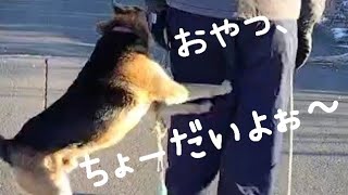 くーちゃんに甘い預かりお父さんにアタック❗️🐶(保護犬・預かりさん撮影)