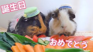 4歳になったモルモット夫婦が大量の野菜を食す