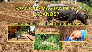 PAANO BA MAGTANIM NG LABANOS? SIMULA SA PAGLILINIS HANGANG PAGTATANIM