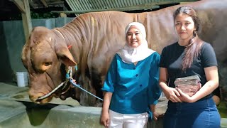 BREAKING GIANT COW'S EGG TOWARDS TULUNGAGUNG CONTEST