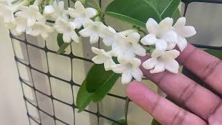 Madagascar Jasmine famous for Wedding Bouquets | Stephanotis floribunda Caring Tips